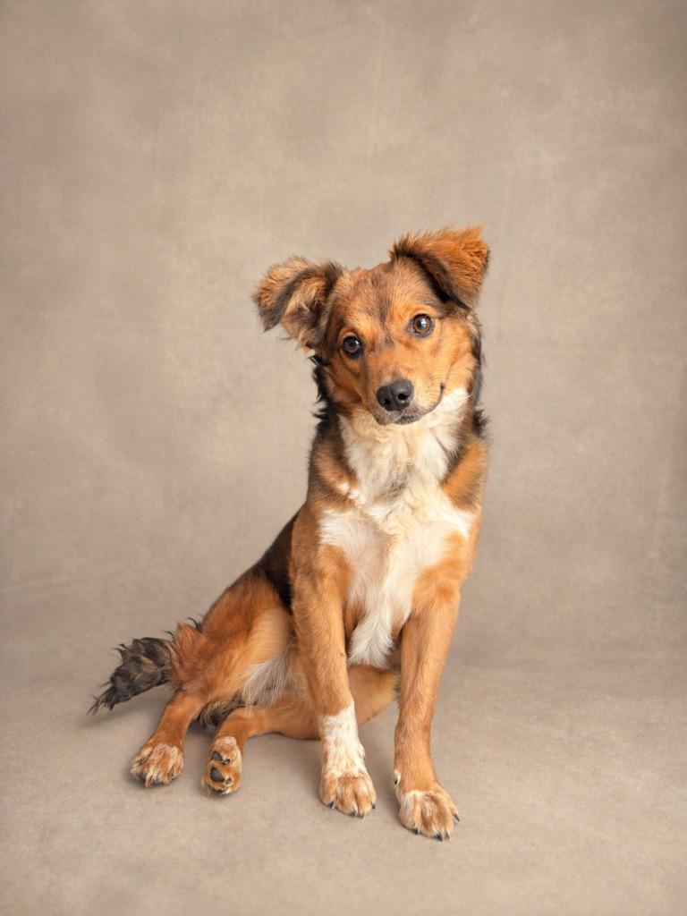 Gooseberry, Adopted, Young Female Spaniel & Shetland Sheepdog / Sheltie.