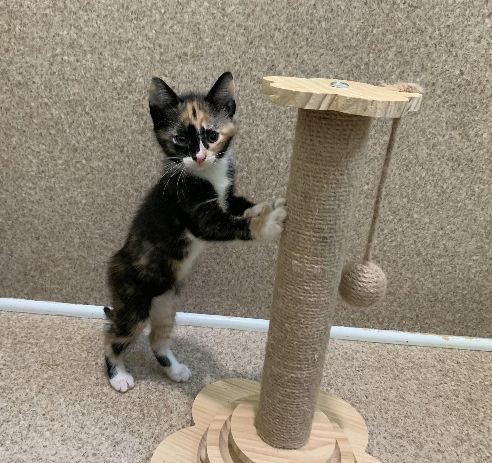 Cookie, Adoptable, Young Female Domestic Short Hair & Calico.