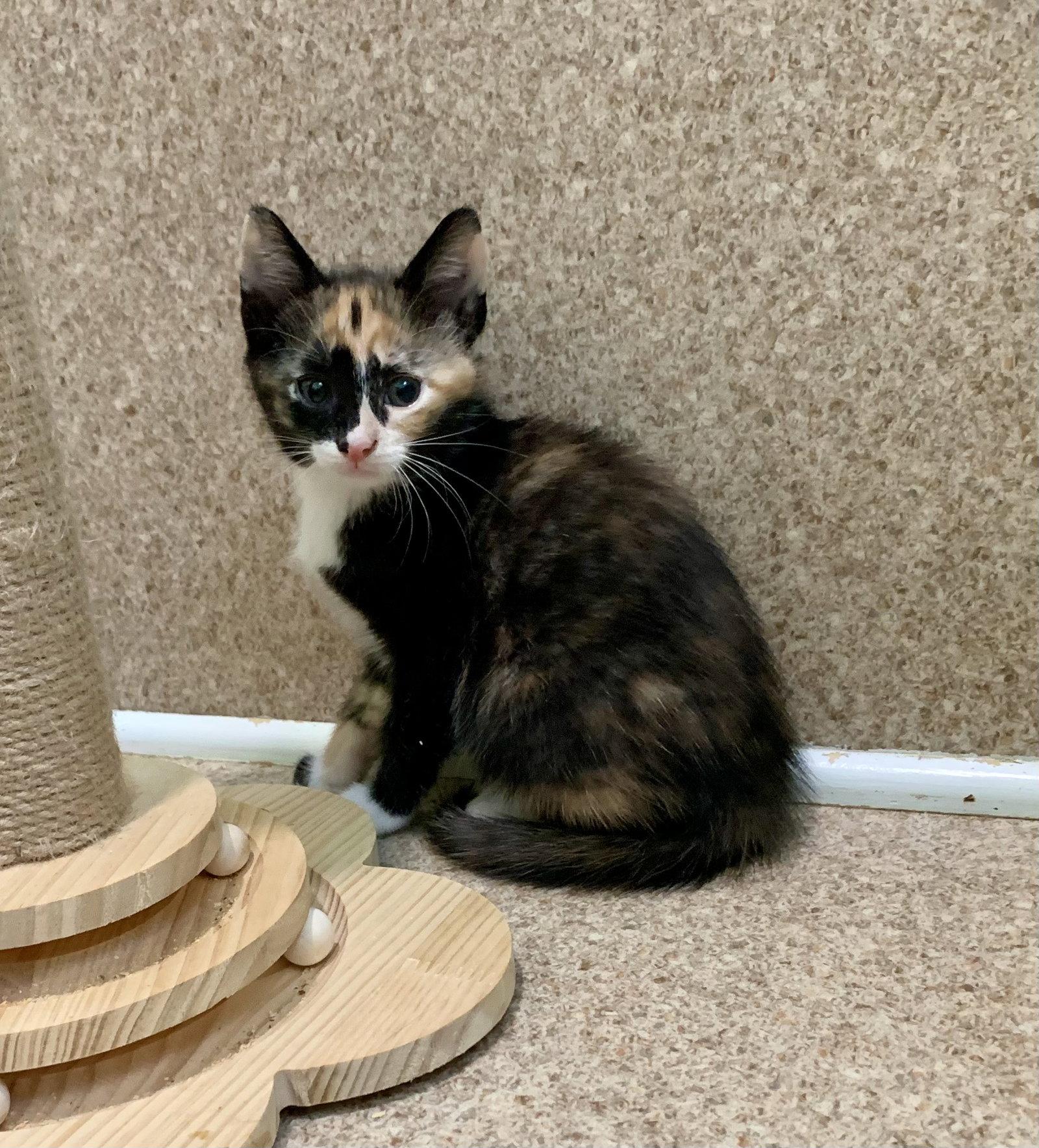Enlarge Cookie, a Adoptable mixed breed in Mc Cormick, SC image 3/3