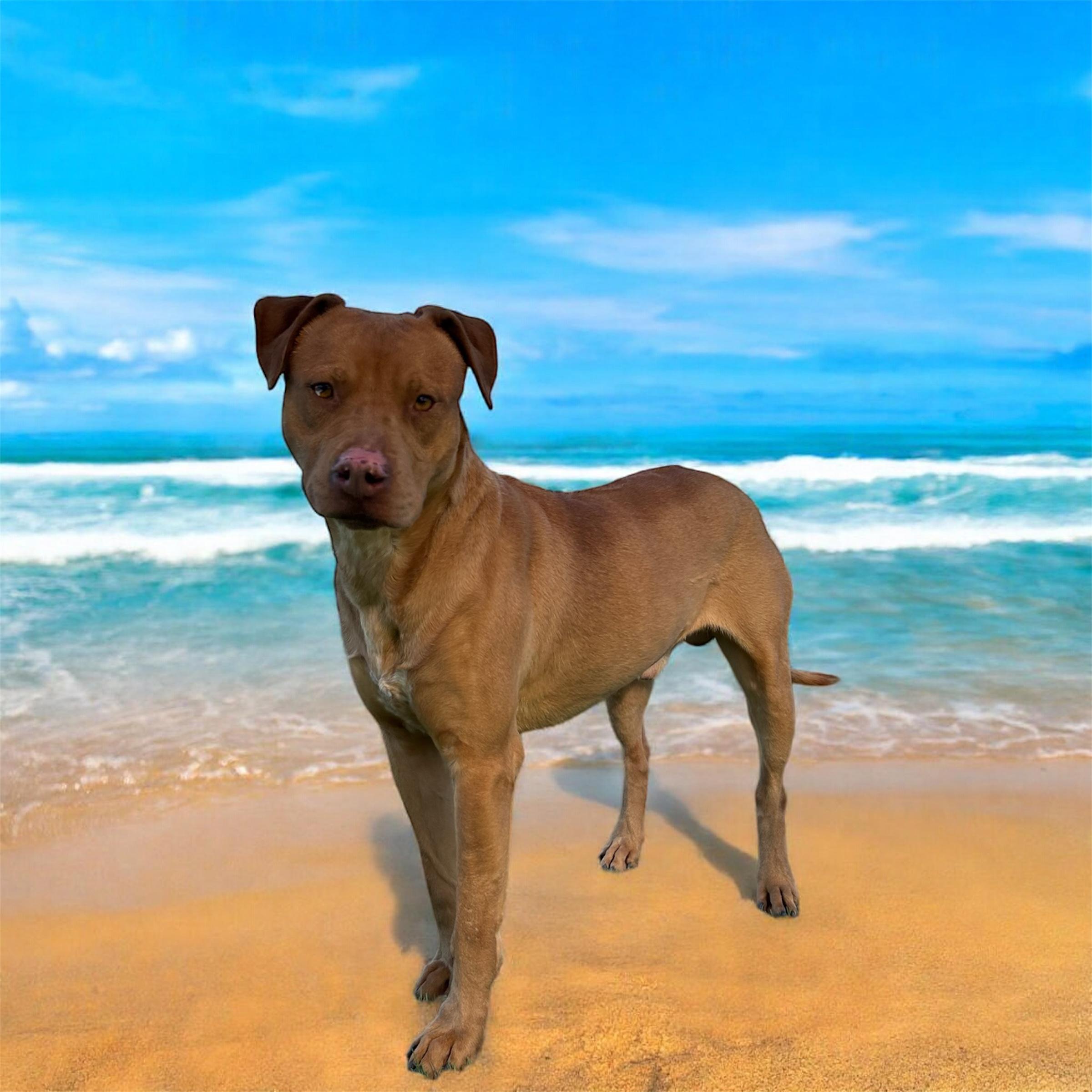 Enlarge Trooper, a Adoptable mixed breed image 2/5