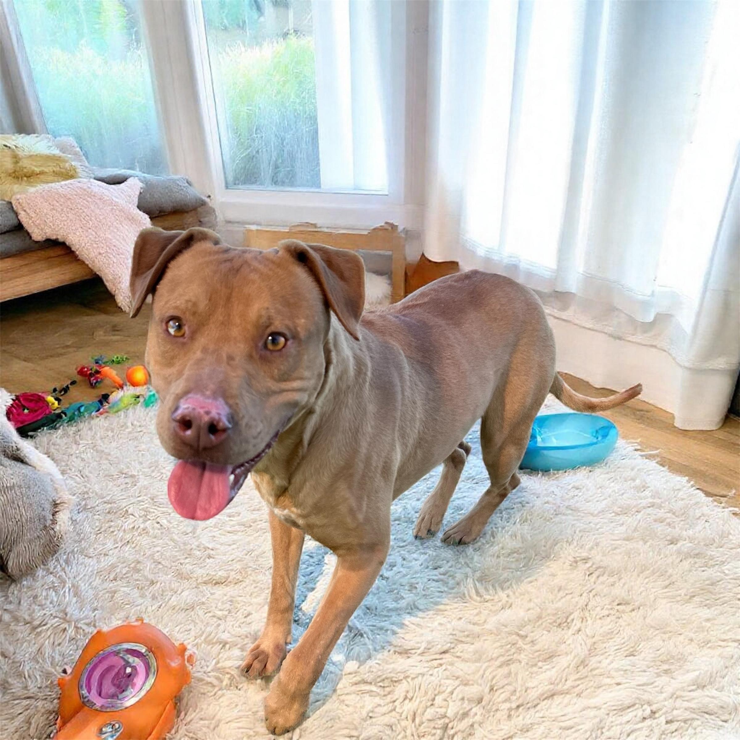 Enlarge Trooper, a Adoptable mixed breed image 4/5