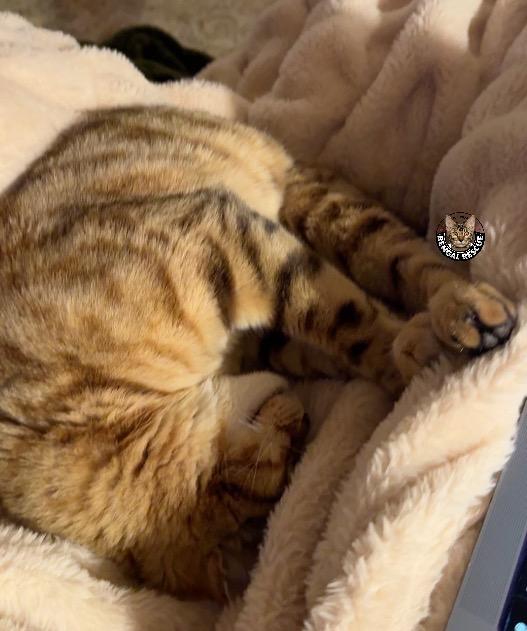 Enlarge Leo, an adopted Bengal in Salt Lake City, UT image 3/3