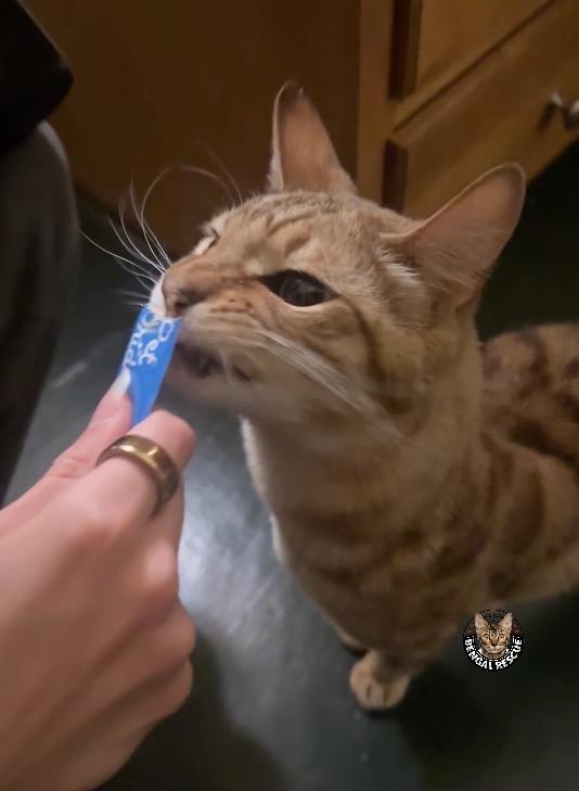 Enlarge Leo, an adopted Bengal in Salt Lake City, UT image 1/3