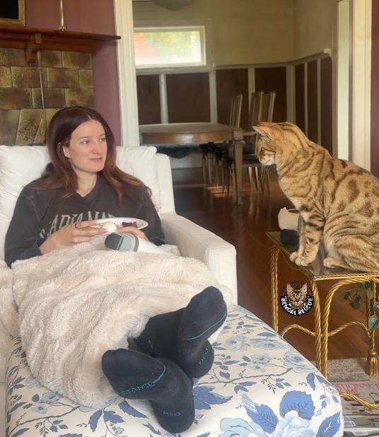 Enlarge Leo, an adopted Bengal in Salt Lake City, UT image 2/3