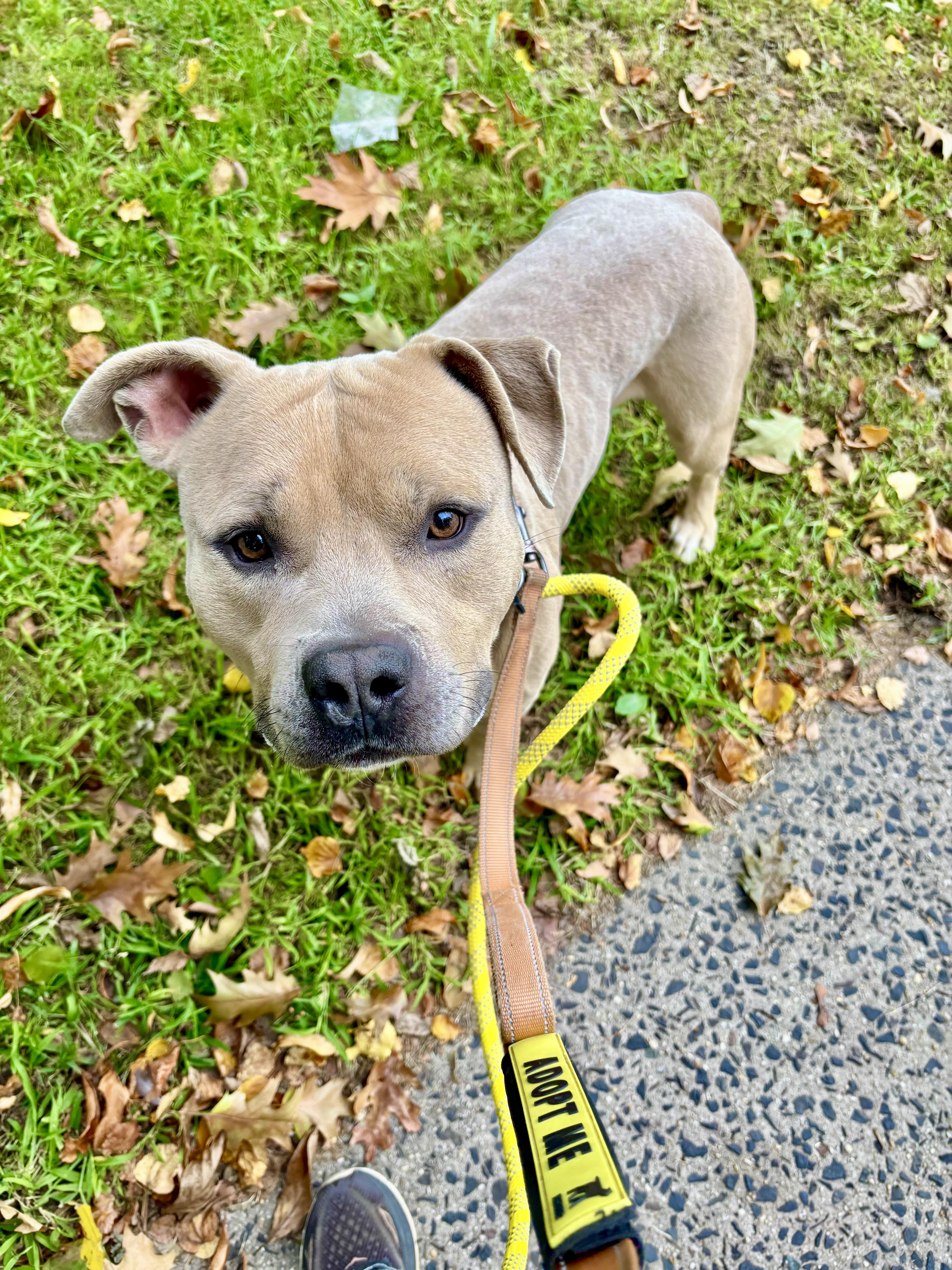 Enlarge Dash, a Adoptable American Bully in East Orange, NJ image 5/5