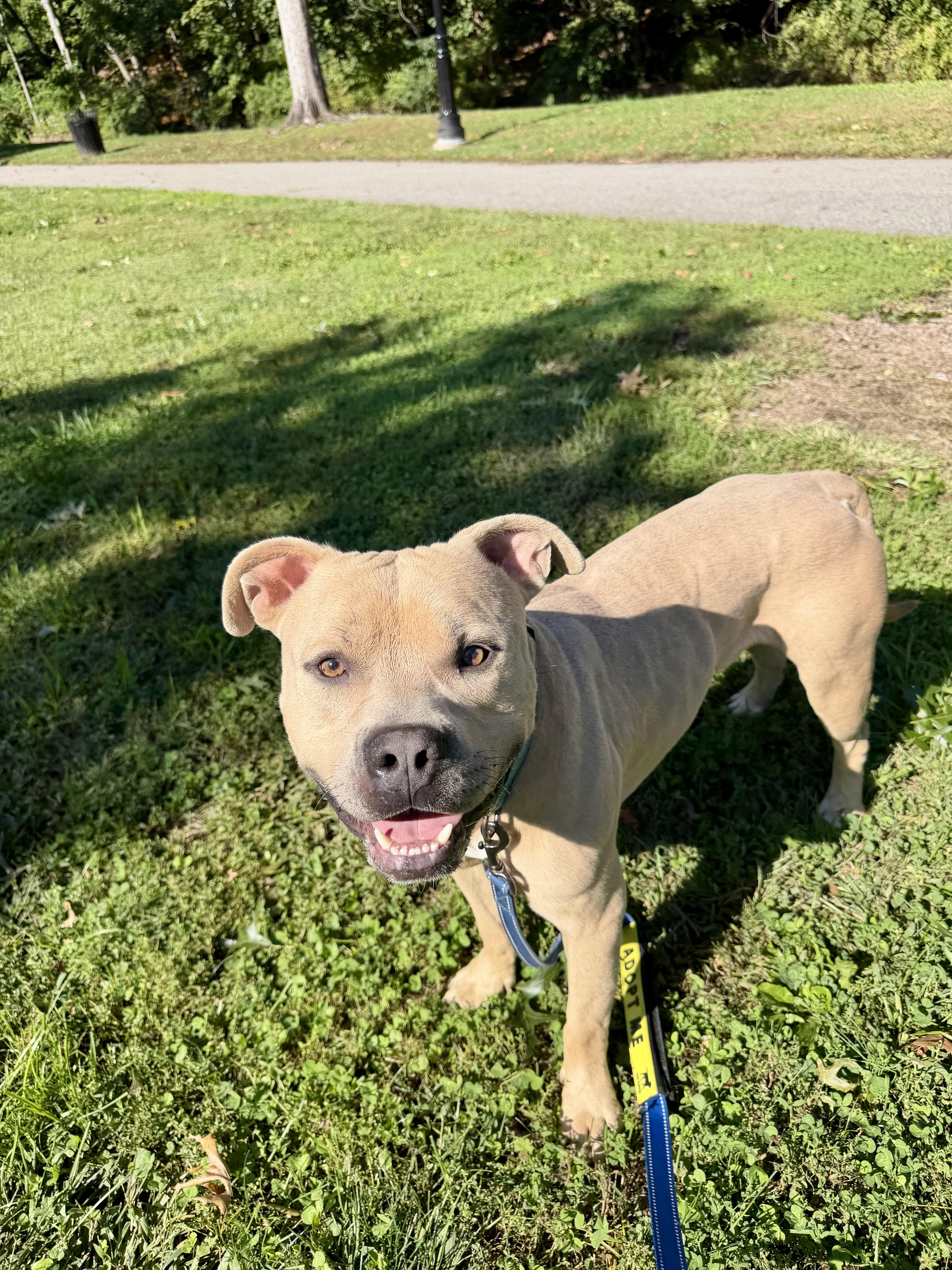Enlarge Dash, a Adoptable American Bully in East Orange, NJ image 2/5