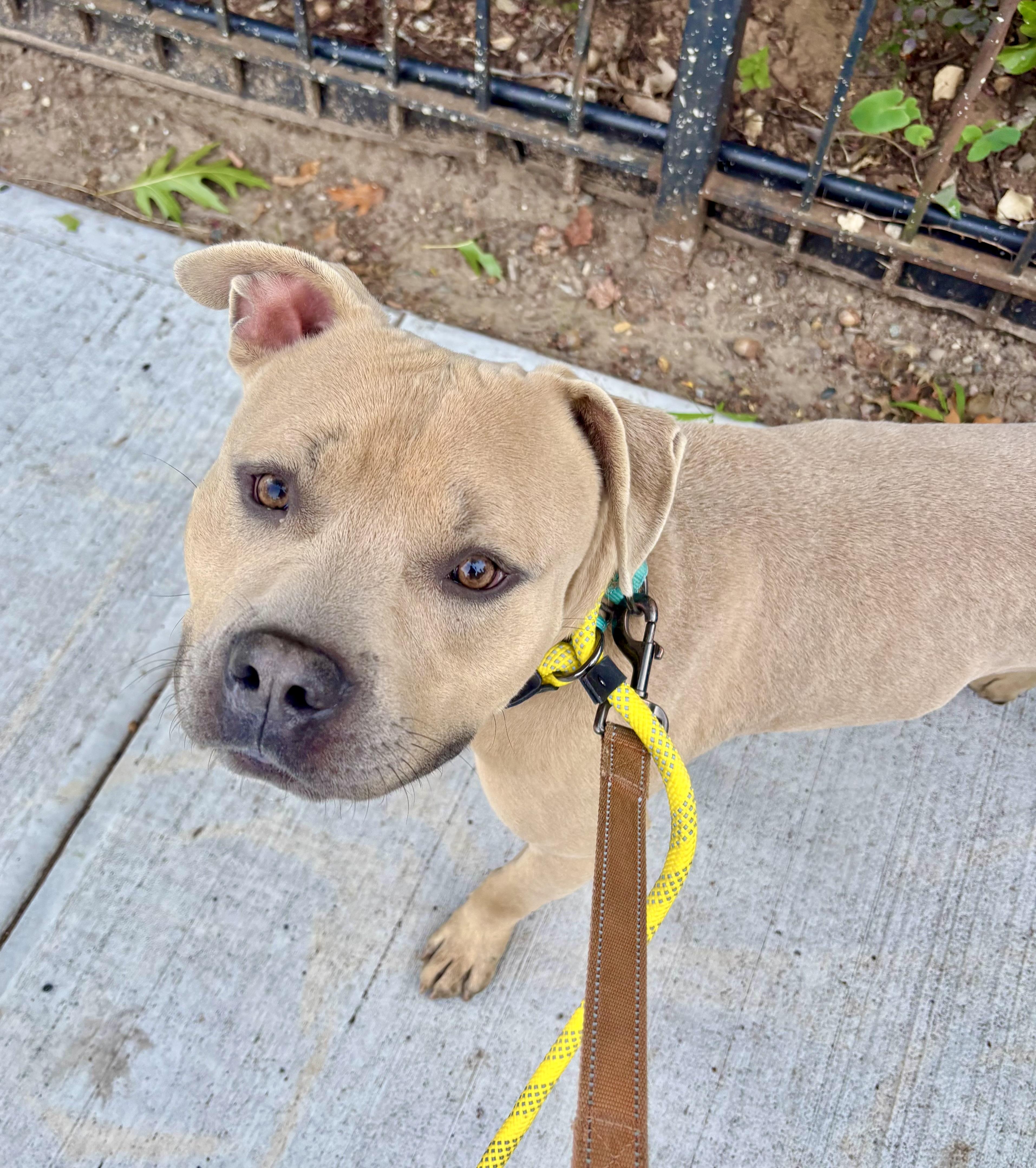 Dash, Adoptable, Adult Male American Bully.