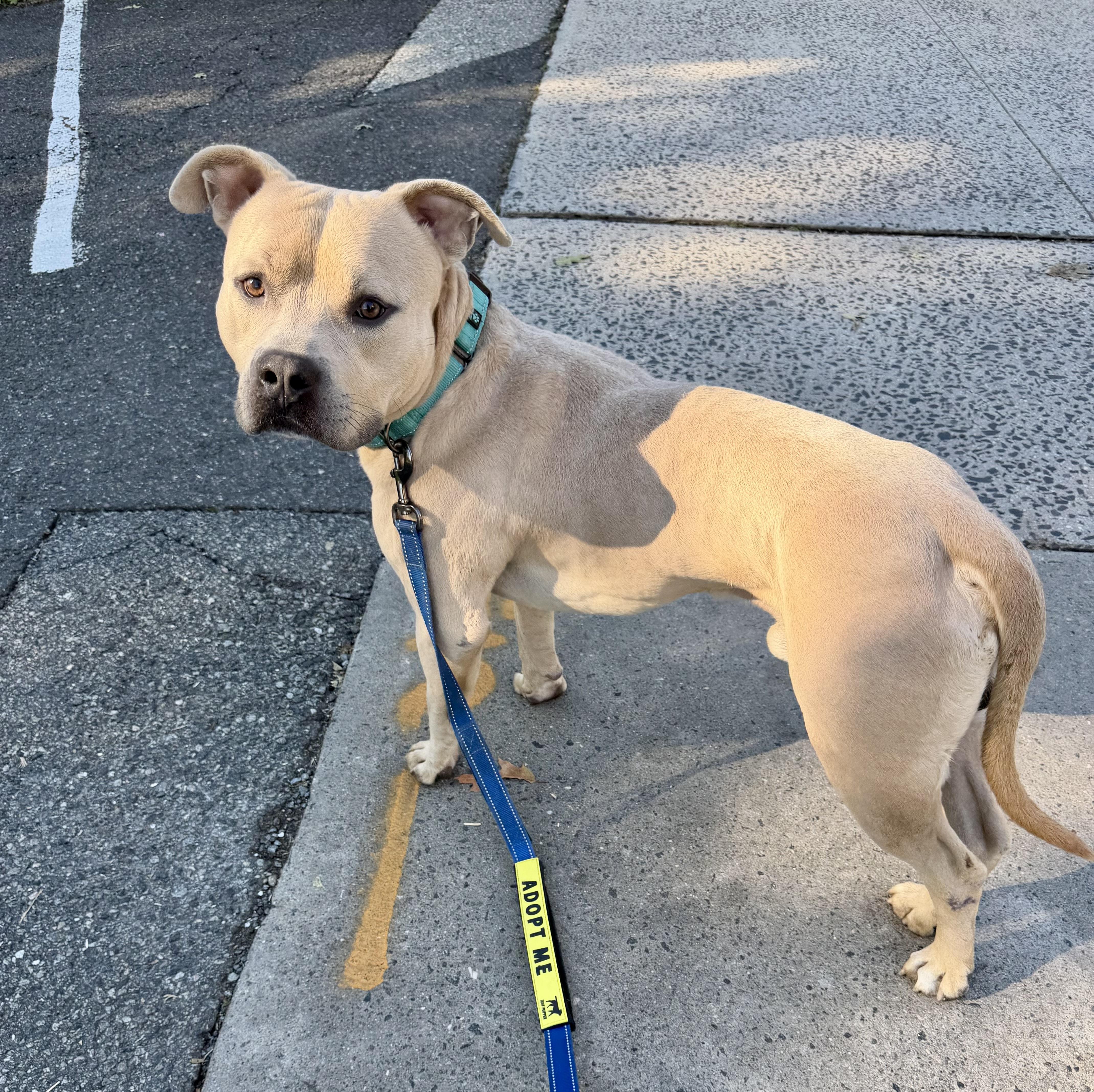 Enlarge Dash, a Adoptable American Bully in East Orange, NJ image 4/5