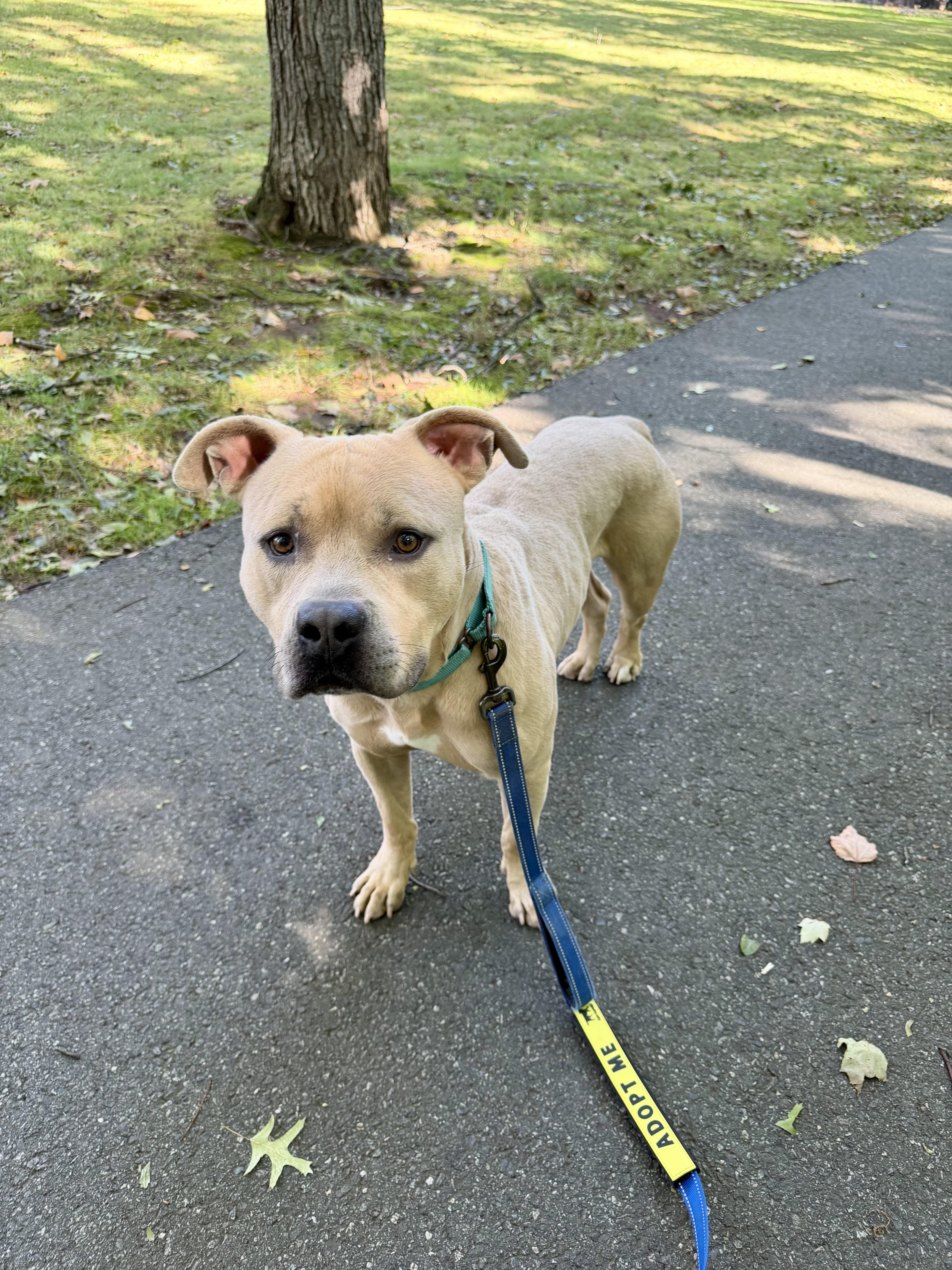 Enlarge Dash, a Adoptable American Bully in East Orange, NJ image 3/5