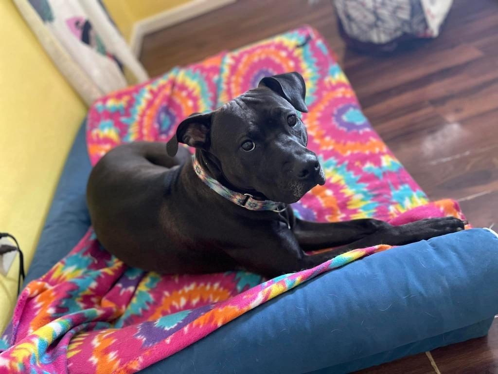 Gypsy Rose, Adoptable, Adult Female Pit Bull Terrier.