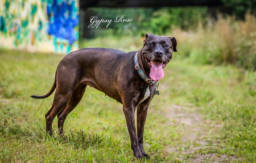 Enlarge Gypsy Rose, a Adoptable Pit Bull Terrier in Kettering, OH image 2/6