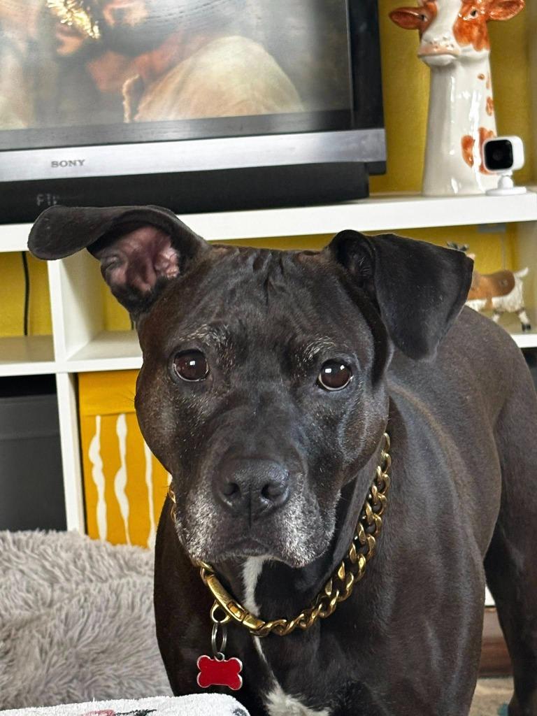 Enlarge Gypsy Rose, a Adoptable Pit Bull Terrier in Kettering, OH image 3/6