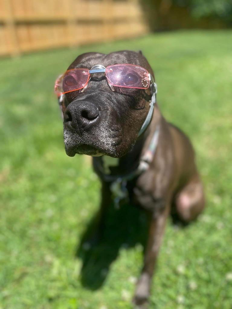 Enlarge Gypsy Rose, a Adoptable Pit Bull Terrier in Kettering, OH image 4/6