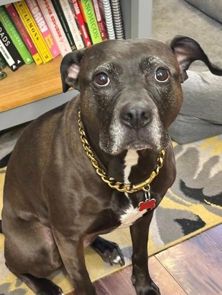 Gypsy Rose, a Adoptable Pit Bull Terrier image 4/6