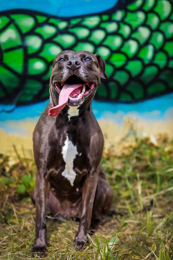 Enlarge Gypsy Rose, a Adoptable Pit Bull Terrier in Kettering, OH image 6/6