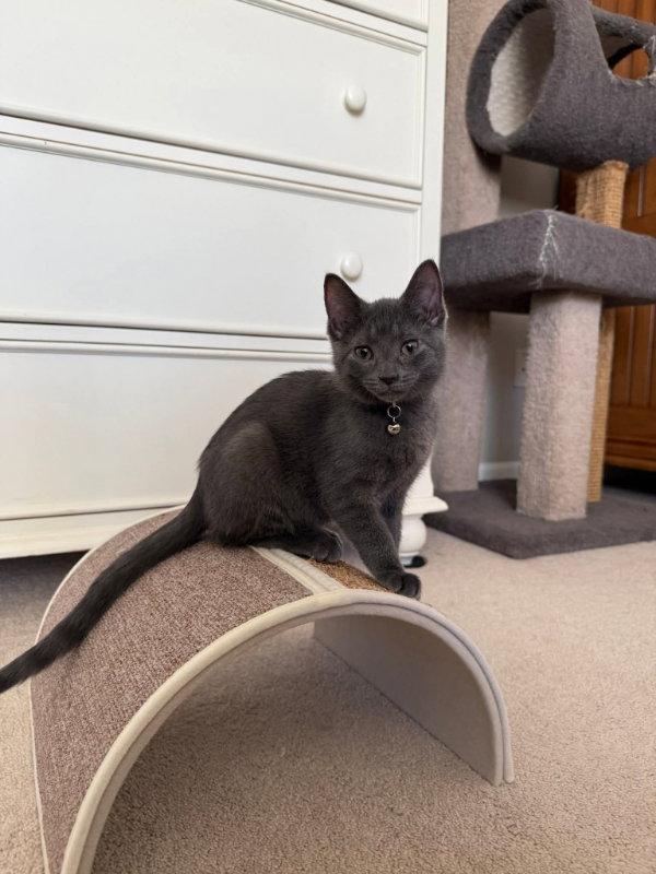 Flower, Adopted, Young Female Russian Blue.