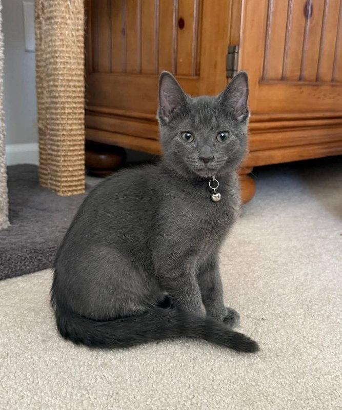 Enlarge Flower, a Adopted Russian Blue in Knoxville, TN image 2/3