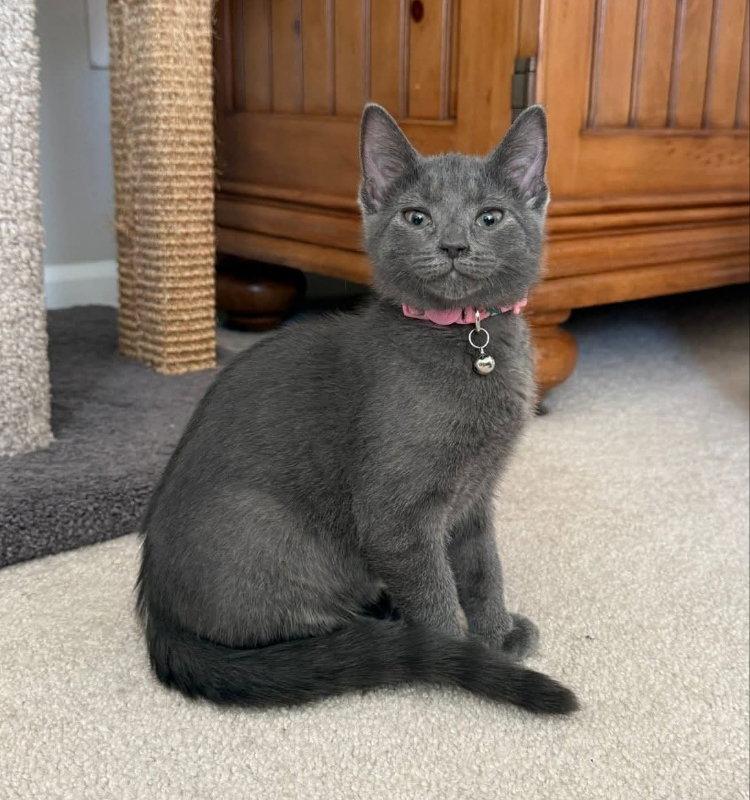 Enlarge Flower, a Adopted Russian Blue in Knoxville, TN image 3/3