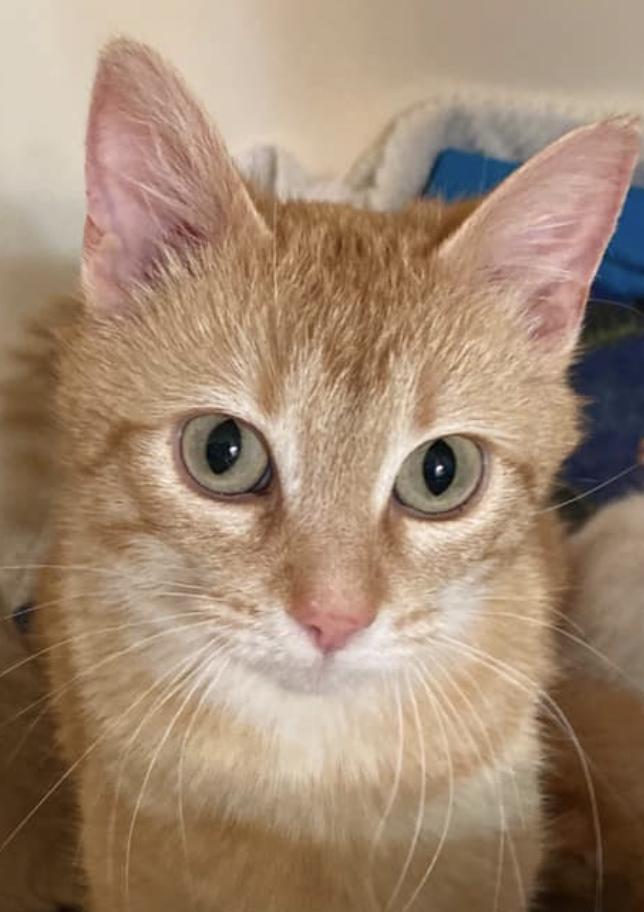 Cece, Adopted, Adult Female Tabby.