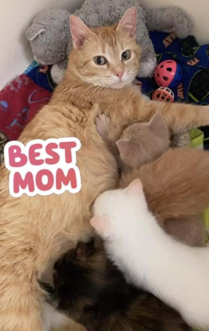 Cece, a Adopted Tabby in Coralville, IA image 2/3