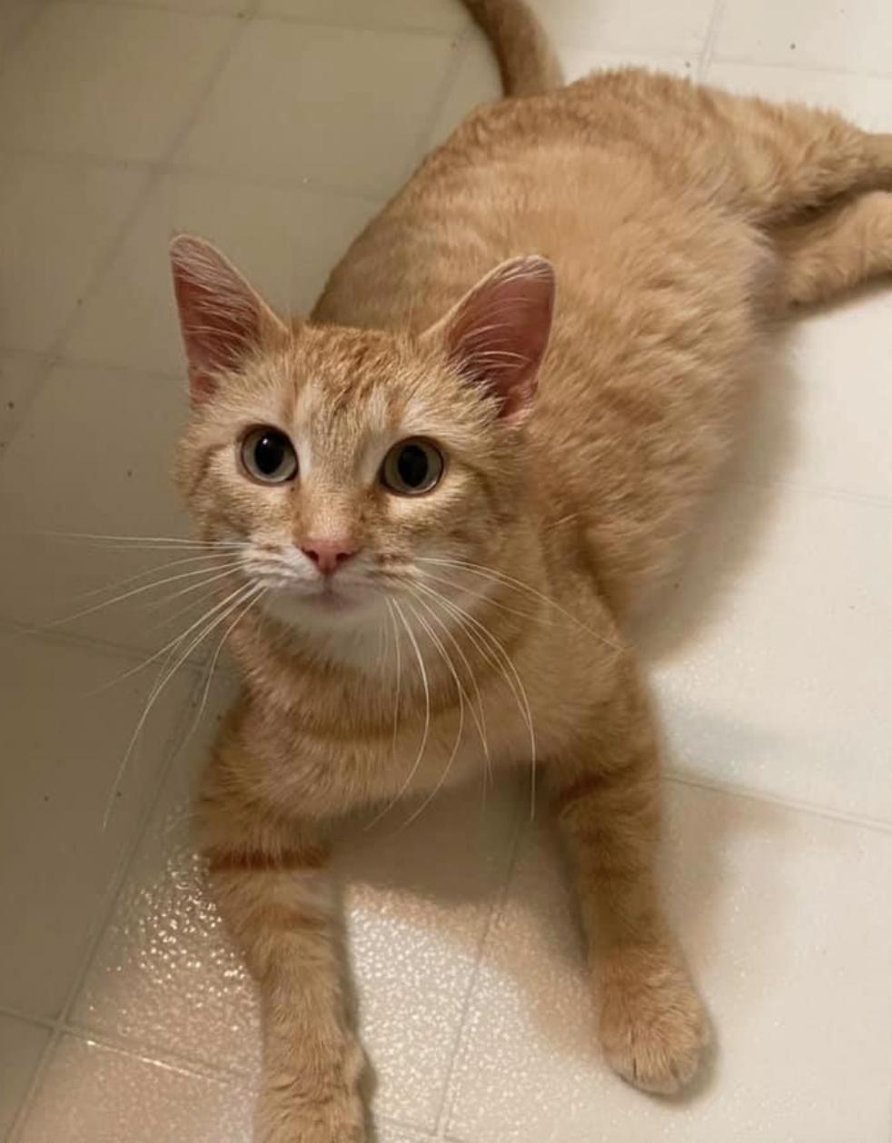 Cece, a Adopted Tabby in Coralville, IA image 3/3