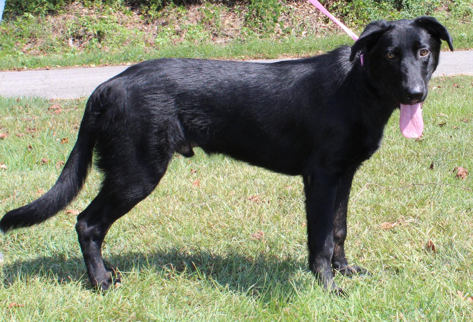 Gator 44143, Adoptable, Young Male Shepherd & Labrador Retriever.