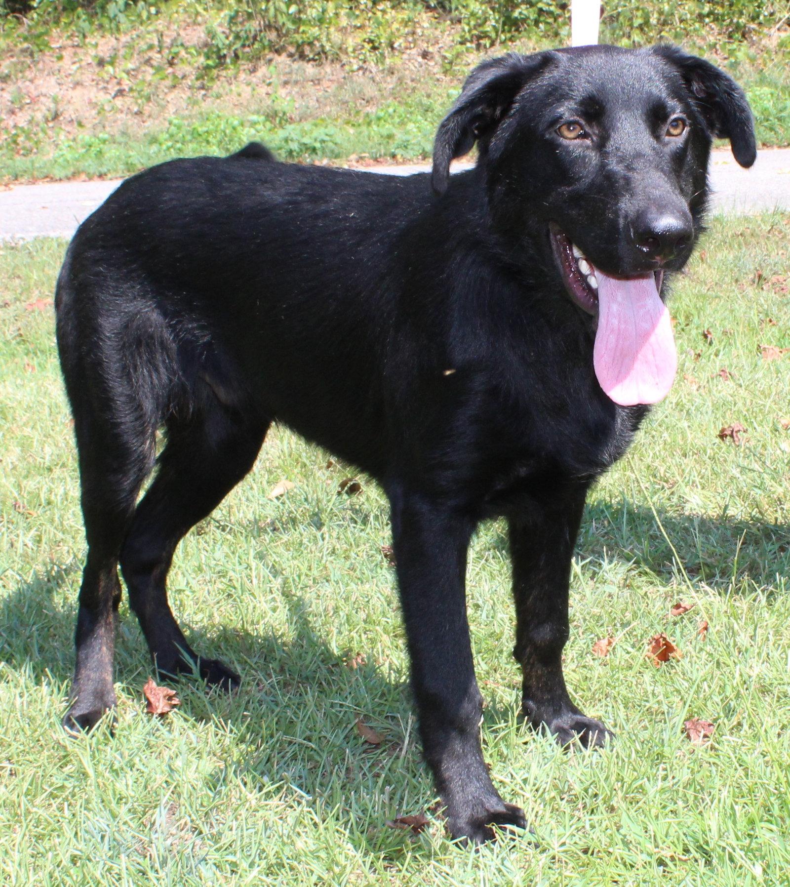 Enlarge Gator 44143, a Adoptable mixed breed in Prattville, AL image 2/3