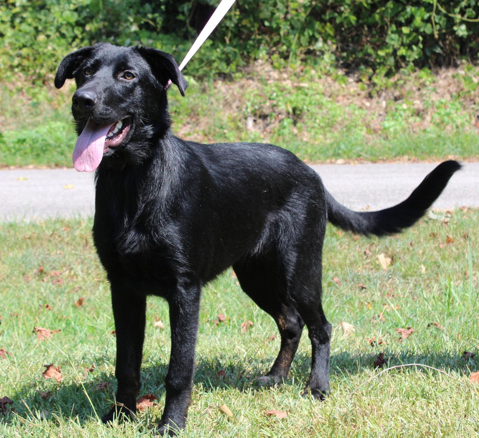 Enlarge Gator 44143, a Adoptable mixed breed in Prattville, AL image 3/3