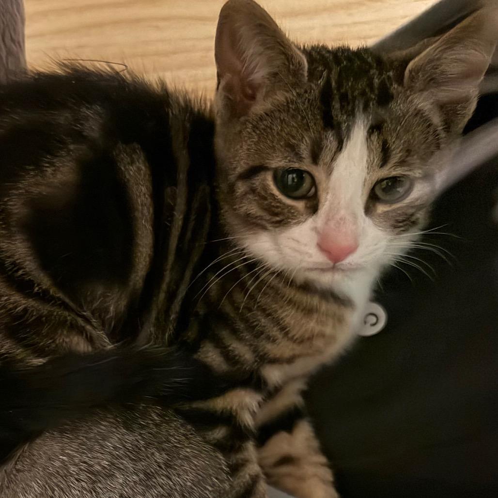 Enlarge Leonardo DiCluckrio, a Adoptable Domestic Short Hair in Middlebury, VT image 1/5