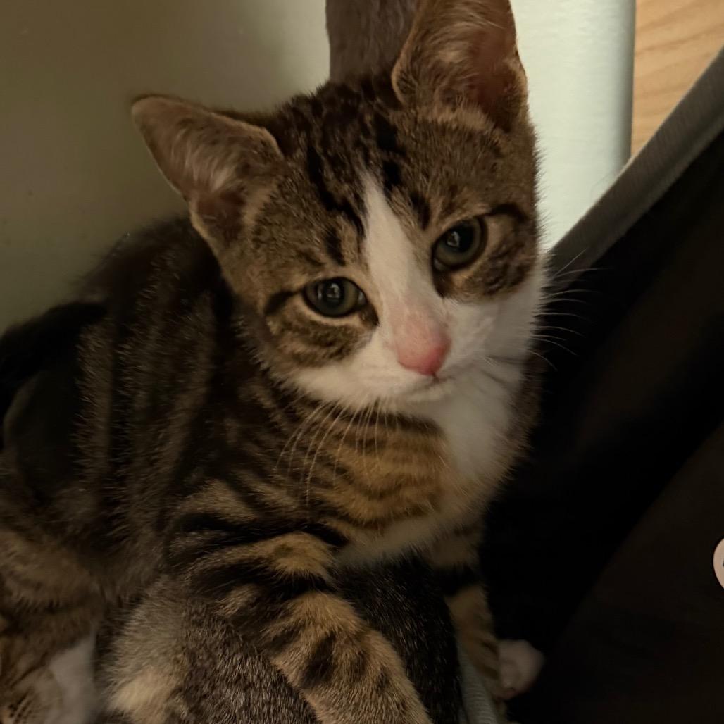 Enlarge Leonardo DiCluckrio, a Adoptable Domestic Short Hair in Middlebury, VT image 2/5