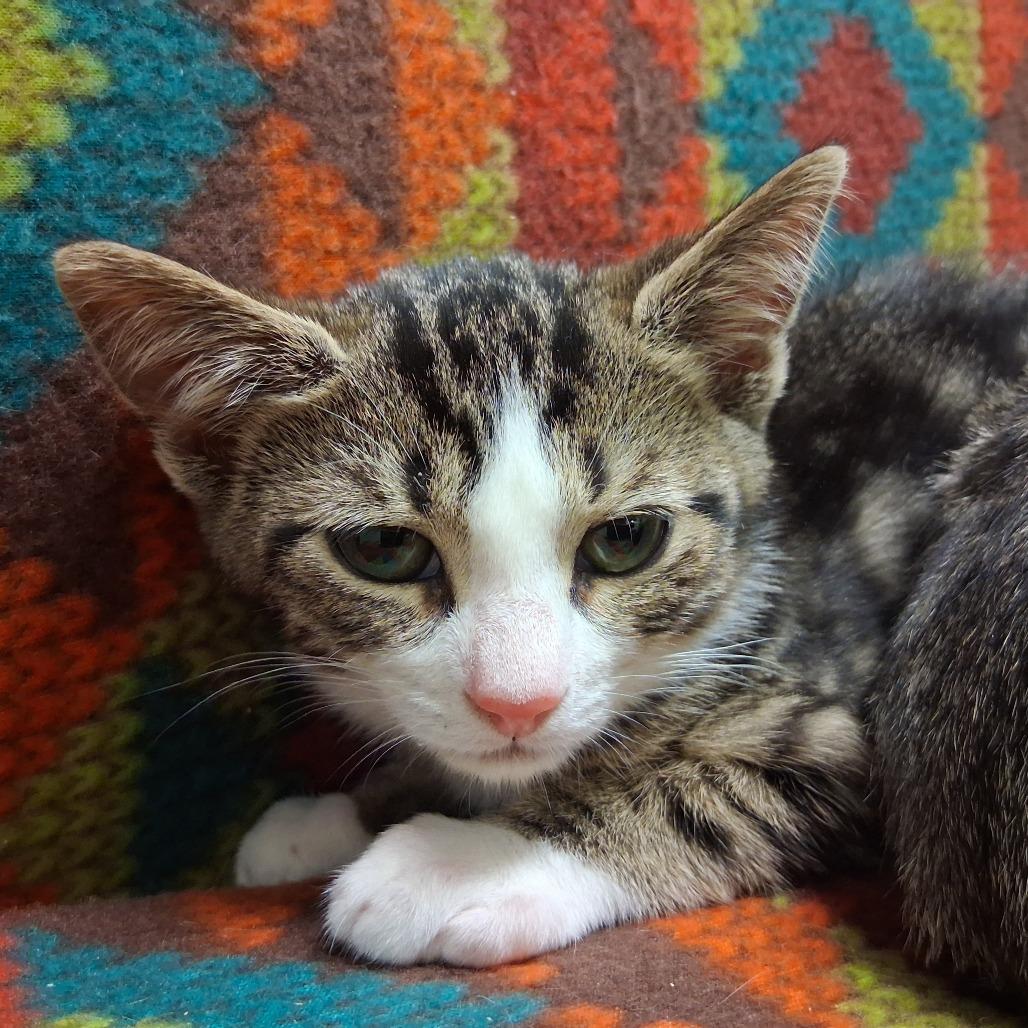 Enlarge Leonardo DiCluckrio, a Adoptable Domestic Short Hair in Middlebury, VT image 3/5
