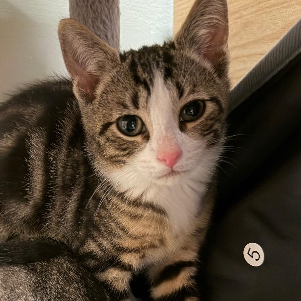 Enlarge Leonardo DiCluckrio, a Adoptable Domestic Short Hair in Middlebury, VT image 4/5