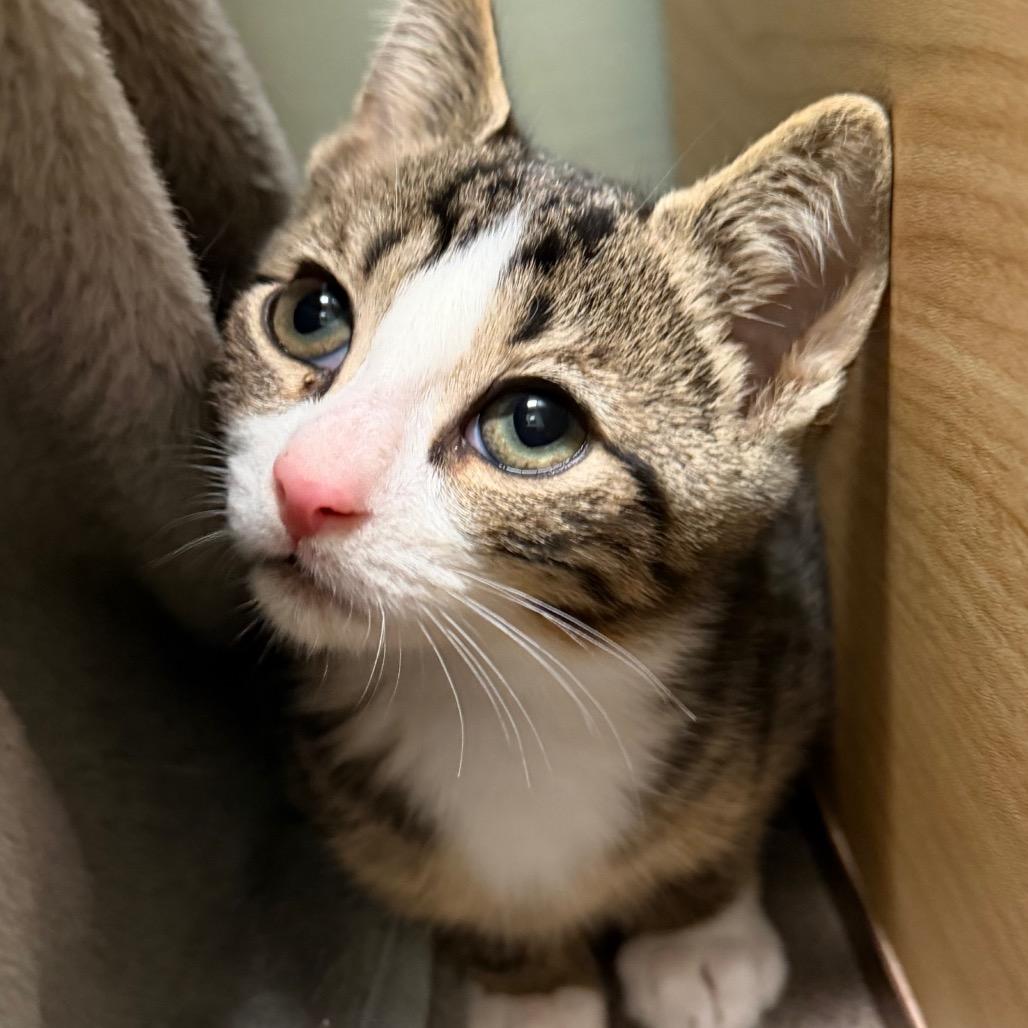 Enlarge Leonardo DiCluckrio, a Adoptable Domestic Short Hair in Middlebury, VT image 5/5