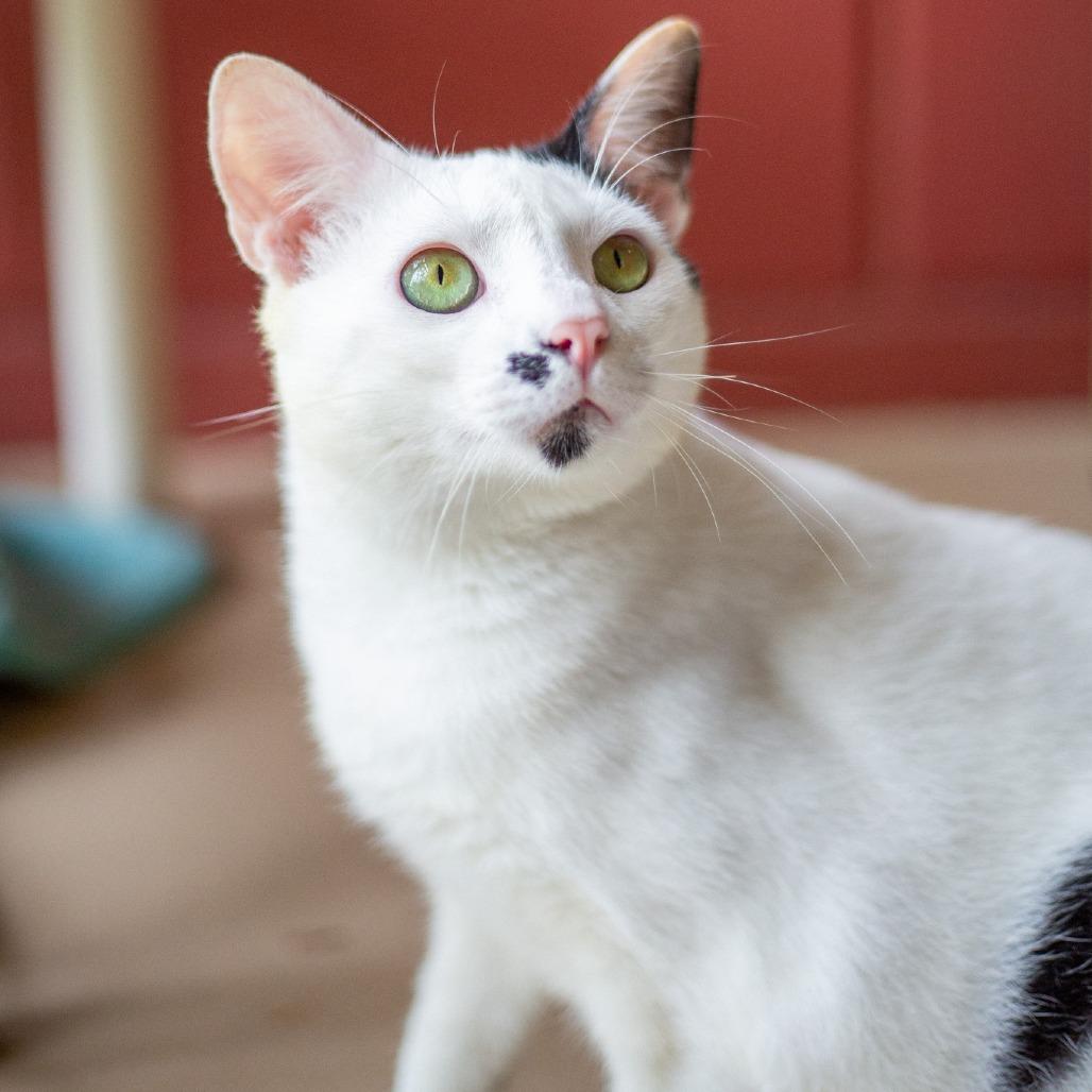 Enlarge Finn, a Adoptable Domestic Medium Hair in Kailua Kona, HI image 1/6