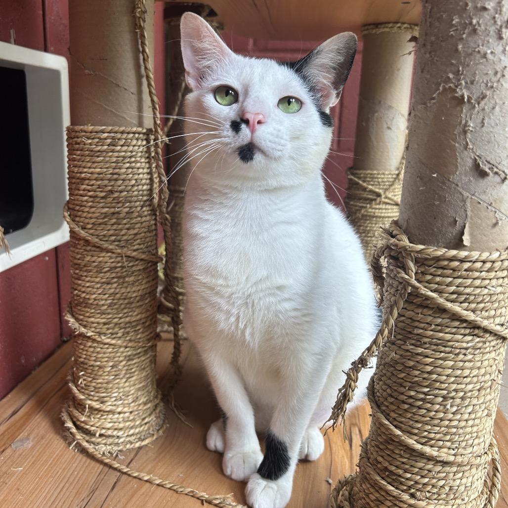 Enlarge Finn, a Adoptable Domestic Medium Hair in Kailua Kona, HI image 2/6