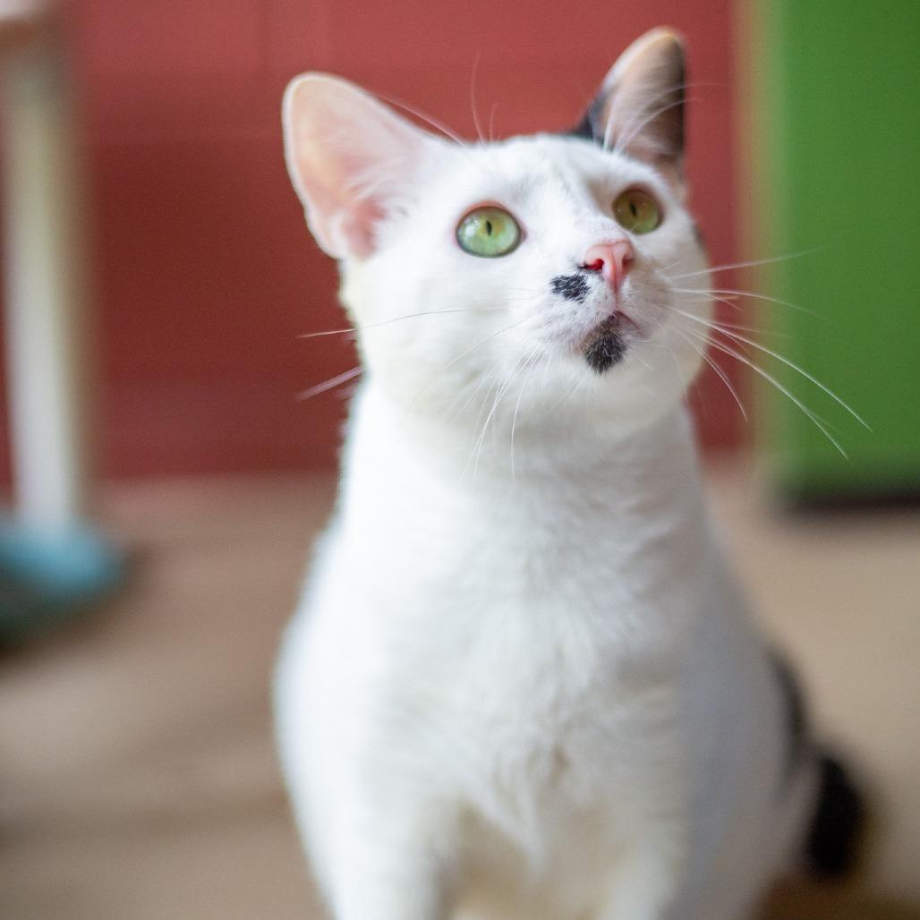 Enlarge Finn, a Adoptable Domestic Medium Hair in Kailua Kona, HI image 3/6