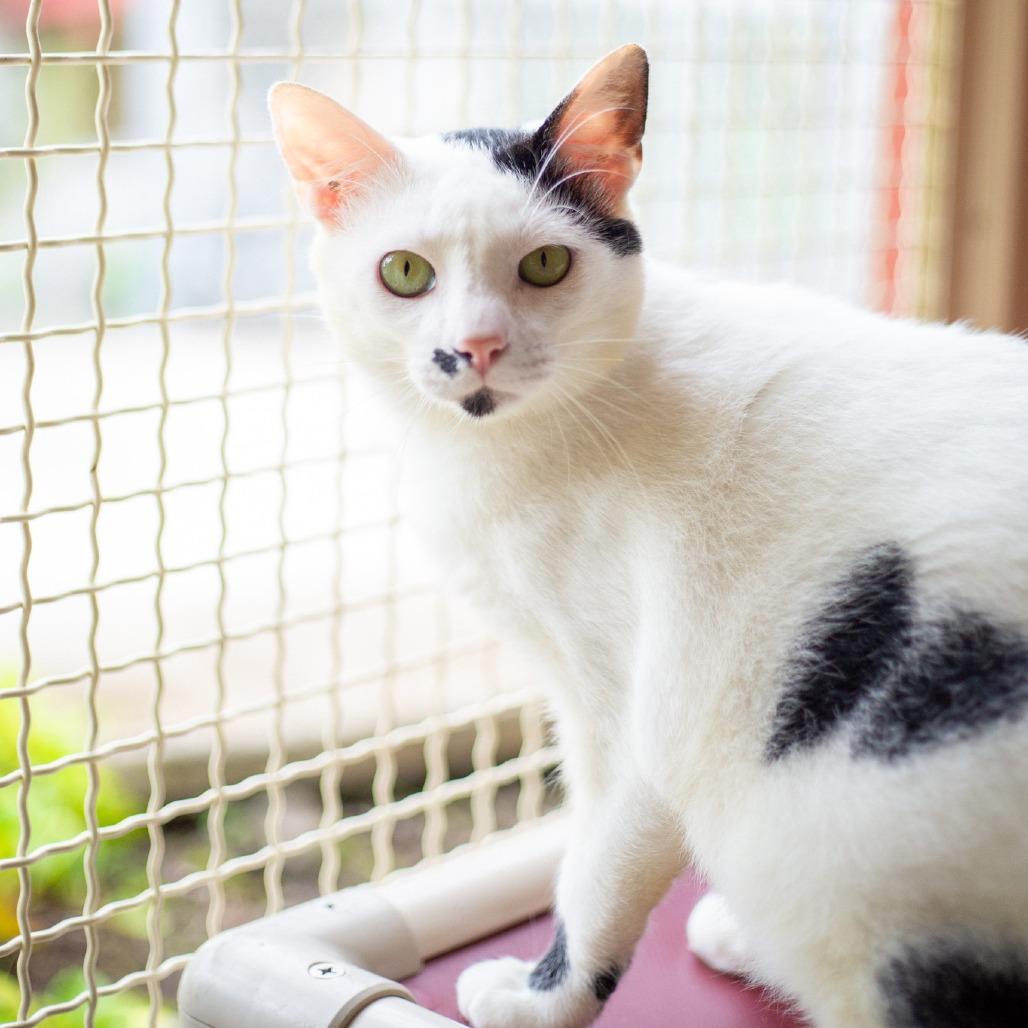 Enlarge Finn, a Adoptable Domestic Medium Hair in Kailua Kona, HI image 4/6