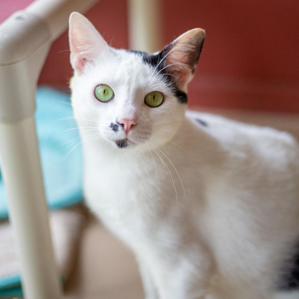 Enlarge Finn, a Adoptable Domestic Medium Hair in Kailua Kona, HI image 6/6