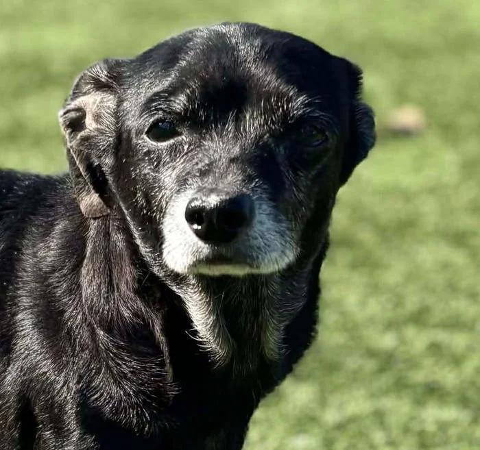 Enlarge Pearl, an adopted Chihuahua in Godfrey, IL image 2/5