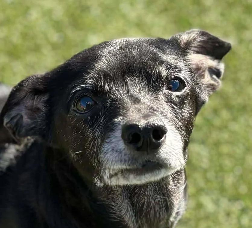 Pearl, adopted, Senior Female Chihuahua.