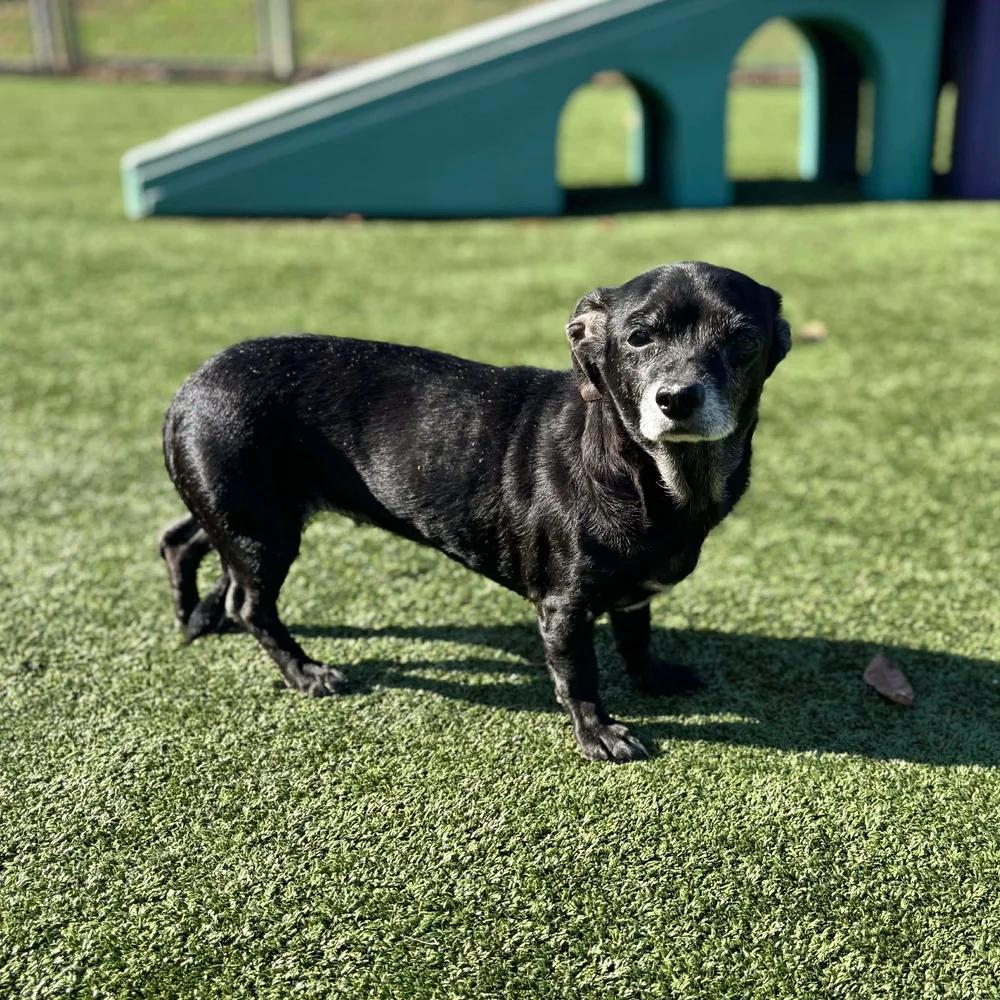 Enlarge Pearl, an adopted Chihuahua in Godfrey, IL image 4/5