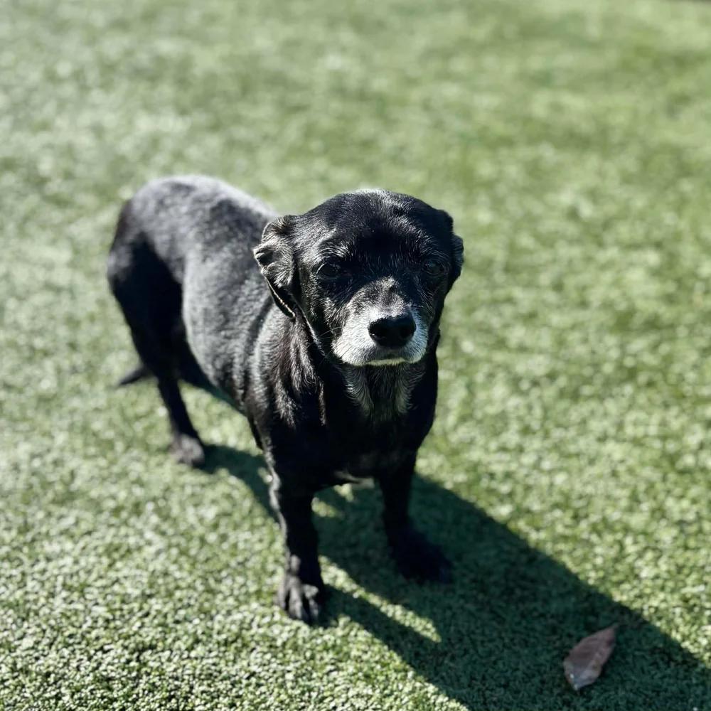 Enlarge Pearl, an adopted Chihuahua in Godfrey, IL image 3/5