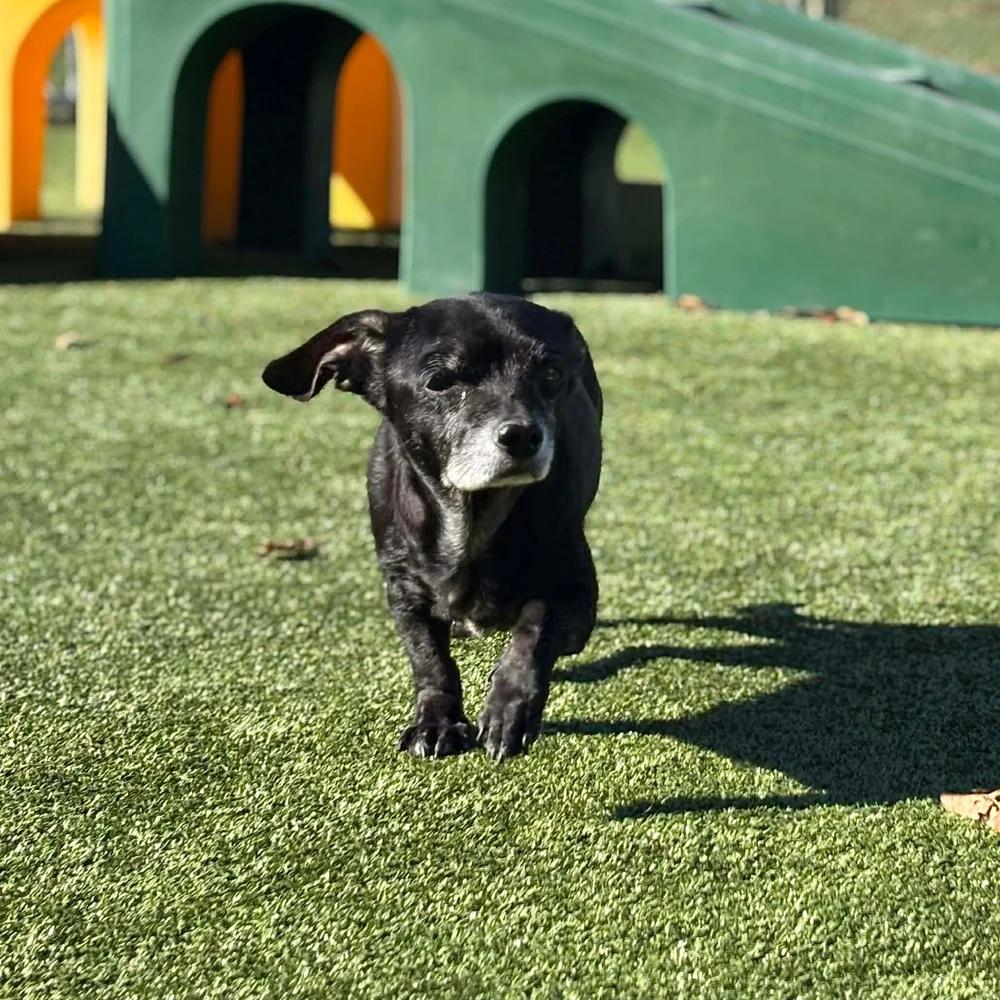 Enlarge Pearl, an adopted Chihuahua in Godfrey, IL image 5/5