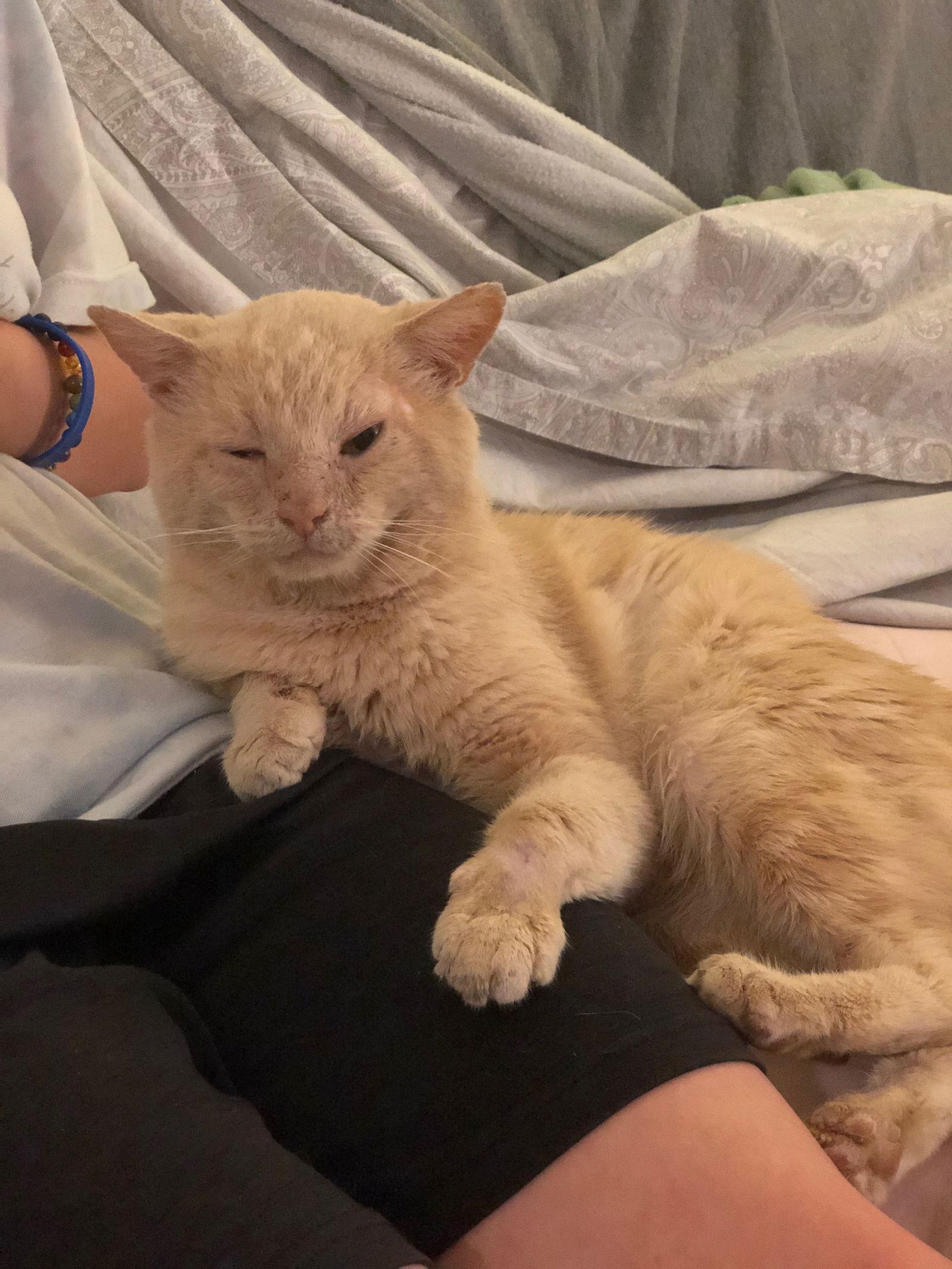 Morris (Momo), Adoptable, Adult Male Domestic Short Hair.