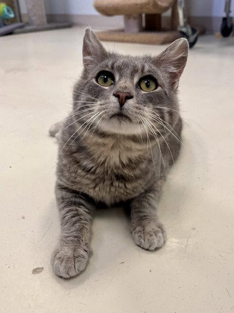 Enlarge Scooby, a Adoptable Domestic Short Hair in Webster, WI image 1/3