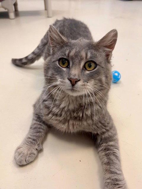 Enlarge Scooby, a Adoptable Domestic Short Hair in Webster, WI image 2/3