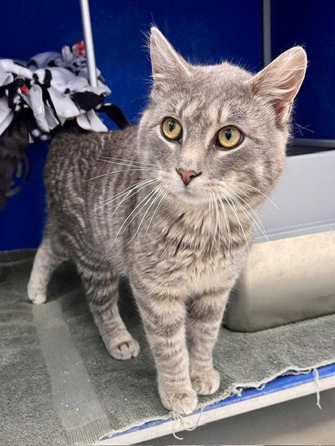 Enlarge Scooby, a Adoptable Domestic Short Hair in Webster, WI image 3/3