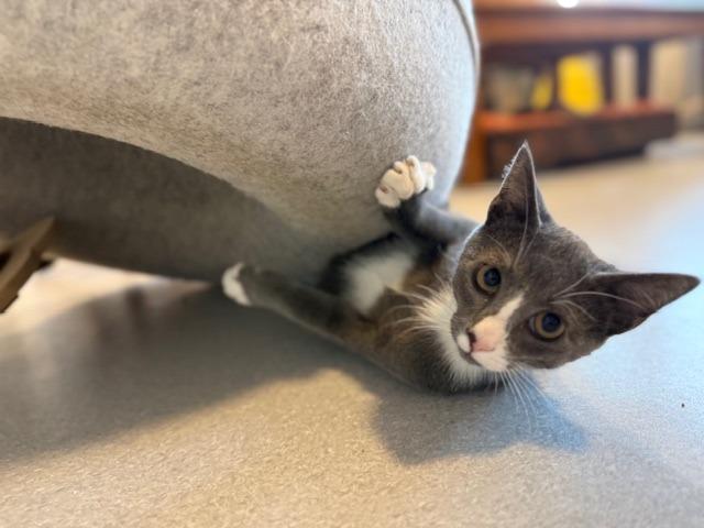 Hoggle, Adoptable, Kitten Male Domestic Short Hair.