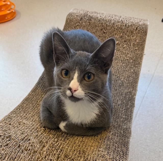 Enlarge Hoggle, a Adoptable Domestic Short Hair in North Royalton, OH image 2/2