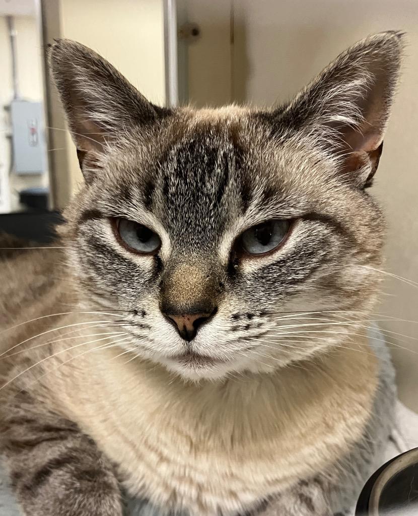 Enlarge Pippi Longstocking *Sponsored Senior*, a Adoptable mixed breed in Christiansburg, VA image 1/5